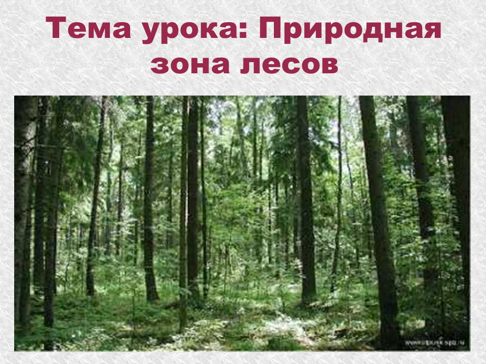 Урок лесная зона. Зона лесов. Природная зона лесов. Зона лесов 4 класс. Природные зоны России леса.