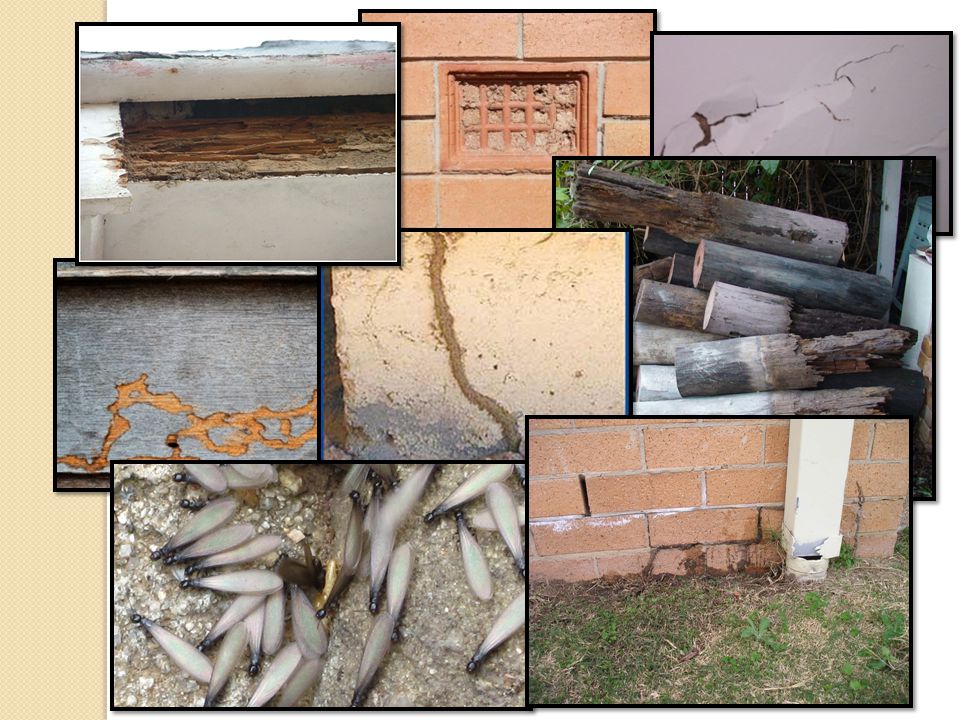 Regularly inspect your home for: Moisture around the house Loose timbers & stumps Mud tubes (fences & perimeter) Bubbled paint Rippled timber Alates (flying termites) Mud packs through walls What can you do