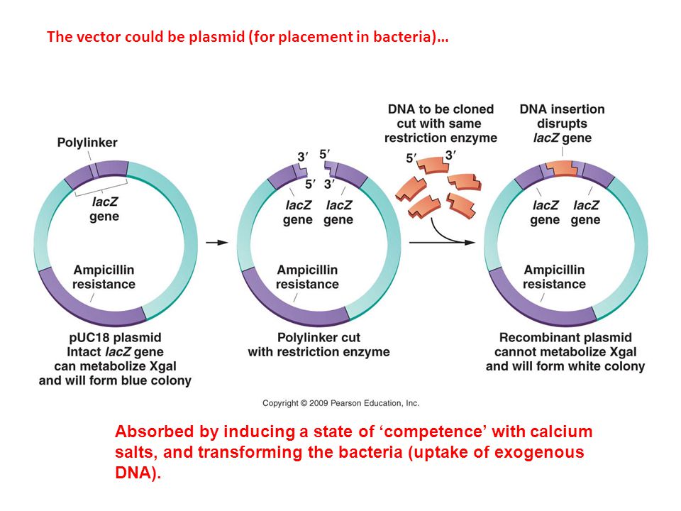 The vector could be plasmid (for placement in bacteria)… Absorbed by inducing a state of ‘competence’ with calcium salts, and transforming the bacteria (uptake of exogenous DNA).
