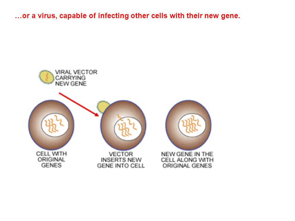 …or a virus, capable of infecting other cells with their new gene.
