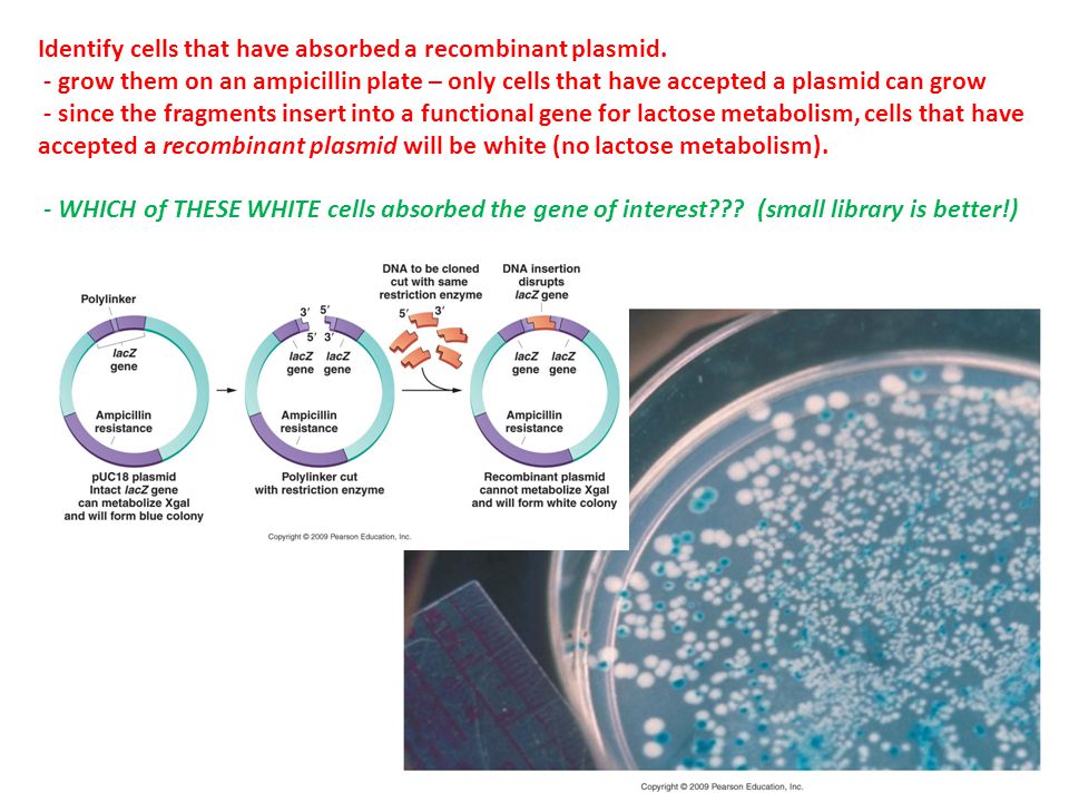 Identify cells that have absorbed a recombinant plasmid.