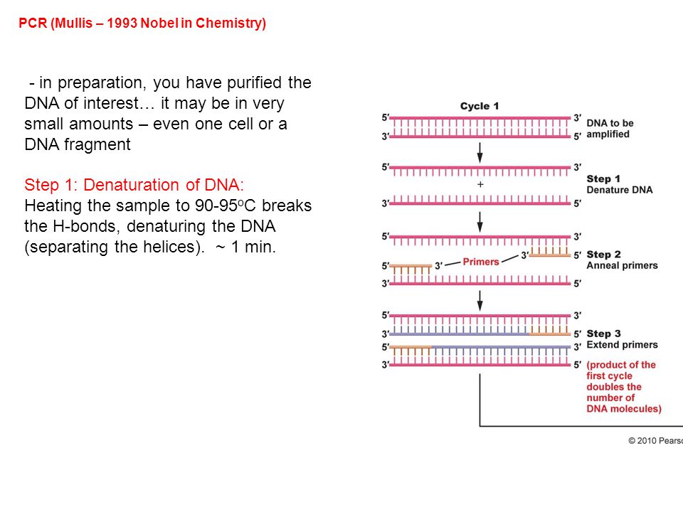 PCR (Mullis – 1993 Nobel in Chemistry) - in preparation, you have purified the DNA of interest… it may be in very small amounts – even one cell or a DNA fragment Step 1: Denaturation of DNA: Heating the sample to o C breaks the H-bonds, denaturing the DNA (separating the helices).