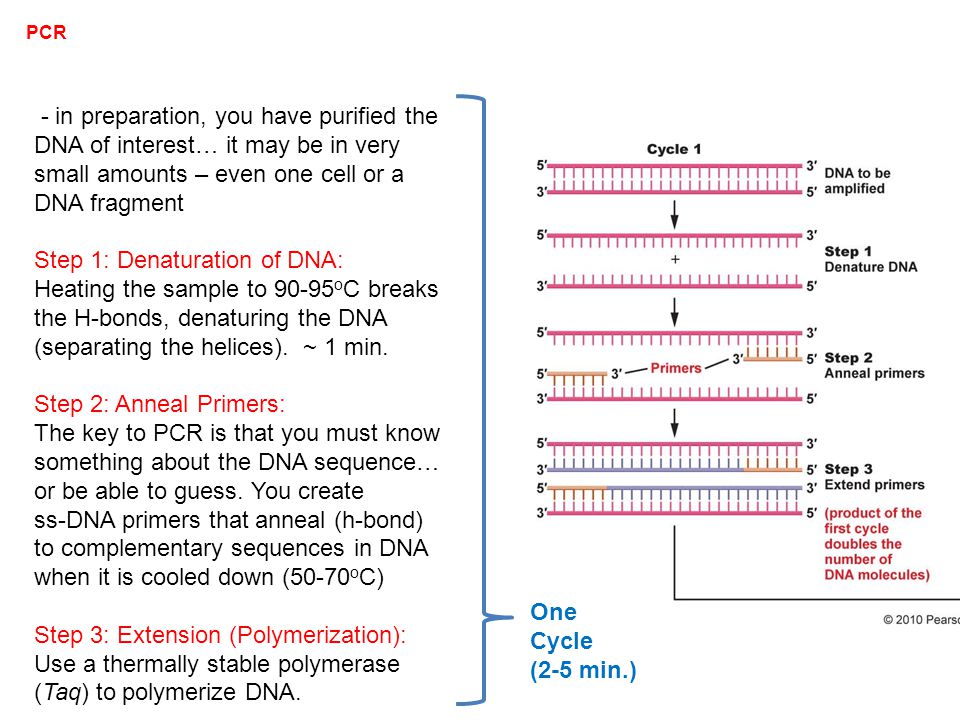 PCR - in preparation, you have purified the DNA of interest… it may be in very small amounts – even one cell or a DNA fragment Step 1: Denaturation of DNA: Heating the sample to o C breaks the H-bonds, denaturing the DNA (separating the helices).