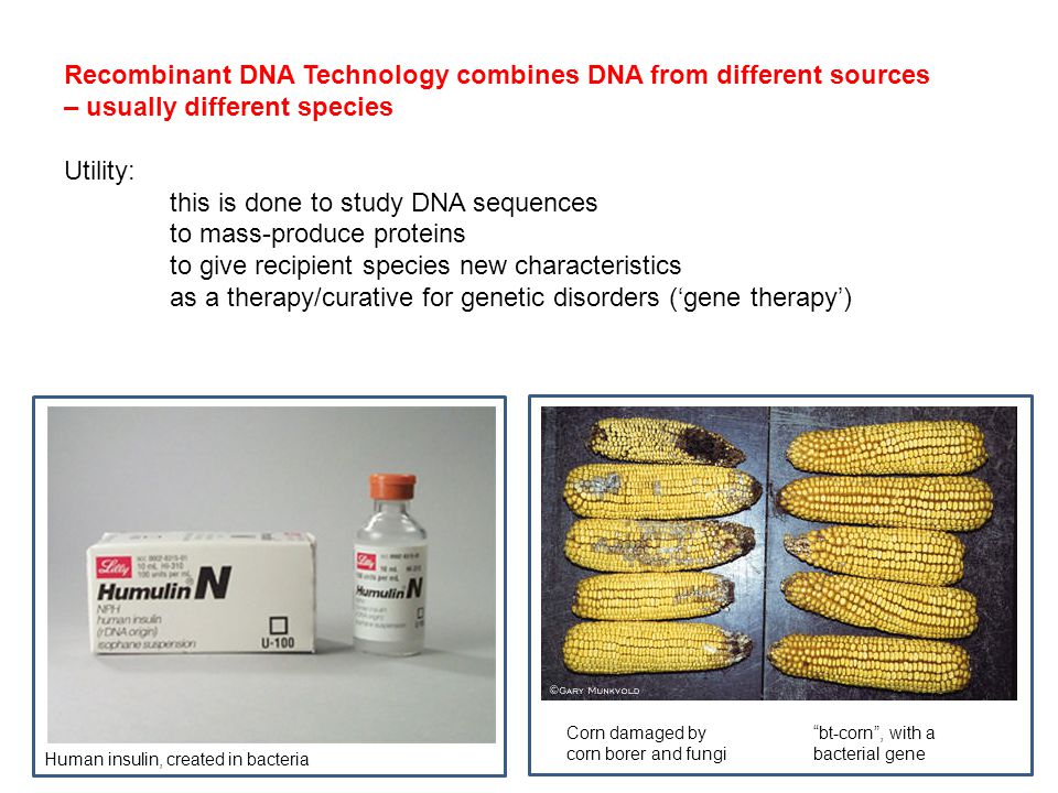 Recombinant DNA Technology combines DNA from different sources – usually different species Utility: this is done to study DNA sequences to mass-produce proteins to give recipient species new characteristics as a therapy/curative for genetic disorders (‘gene therapy’) Corn damaged by corn borer and fungi bt-corn , with a bacterial gene Human insulin, created in bacteria
