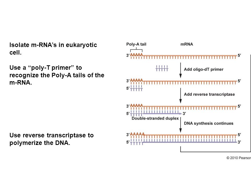 Isolate m-RNA’s in eukaryotic cell.