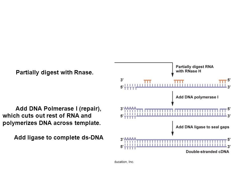 Partially digest with Rnase.