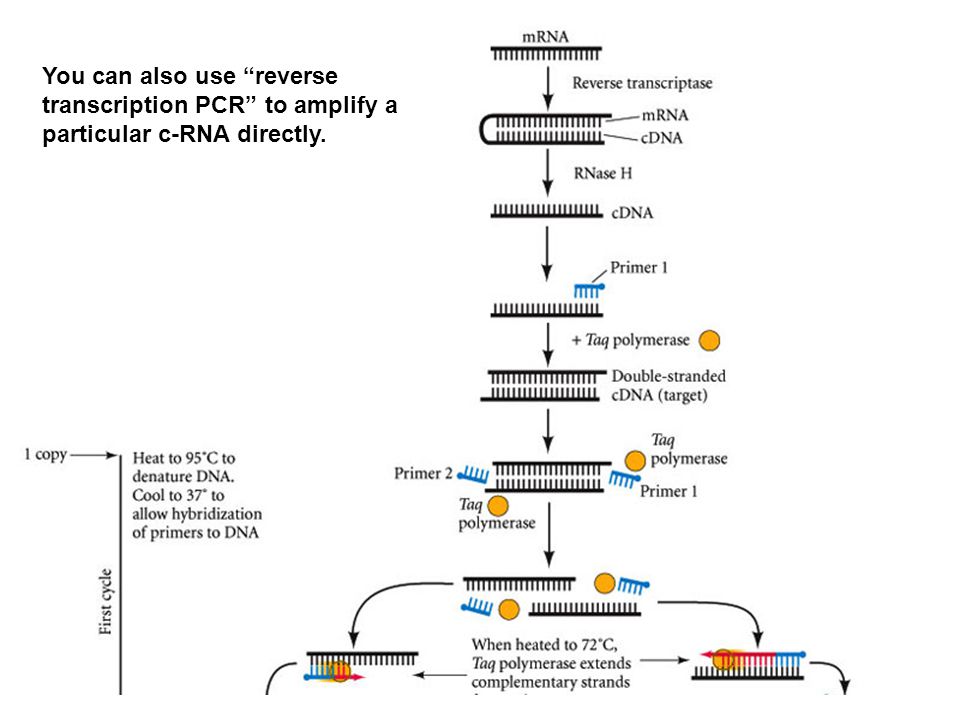 You can also use reverse transcription PCR to amplify a particular c-RNA directly.