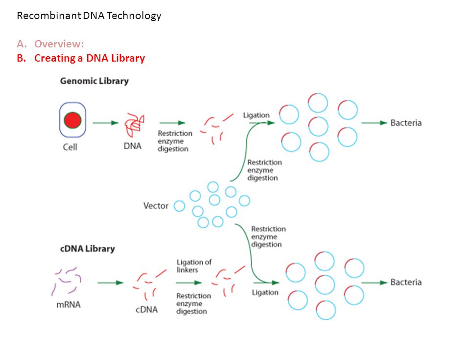 Recombinant DNA Technology A.Overview: B.Creating a DNA Library