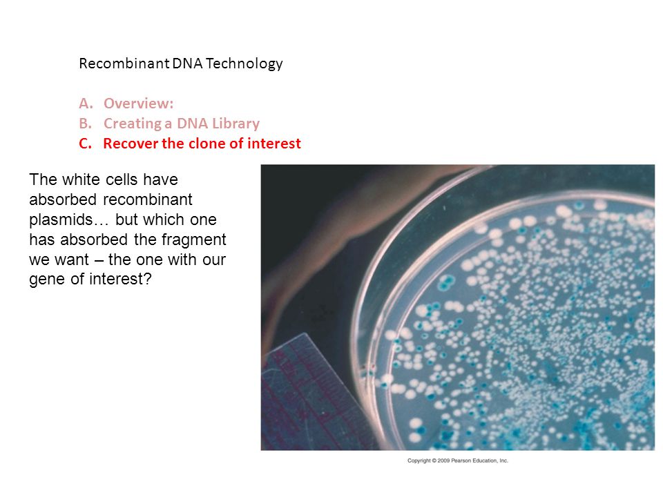 Recombinant DNA Technology A.Overview: B.Creating a DNA Library C.