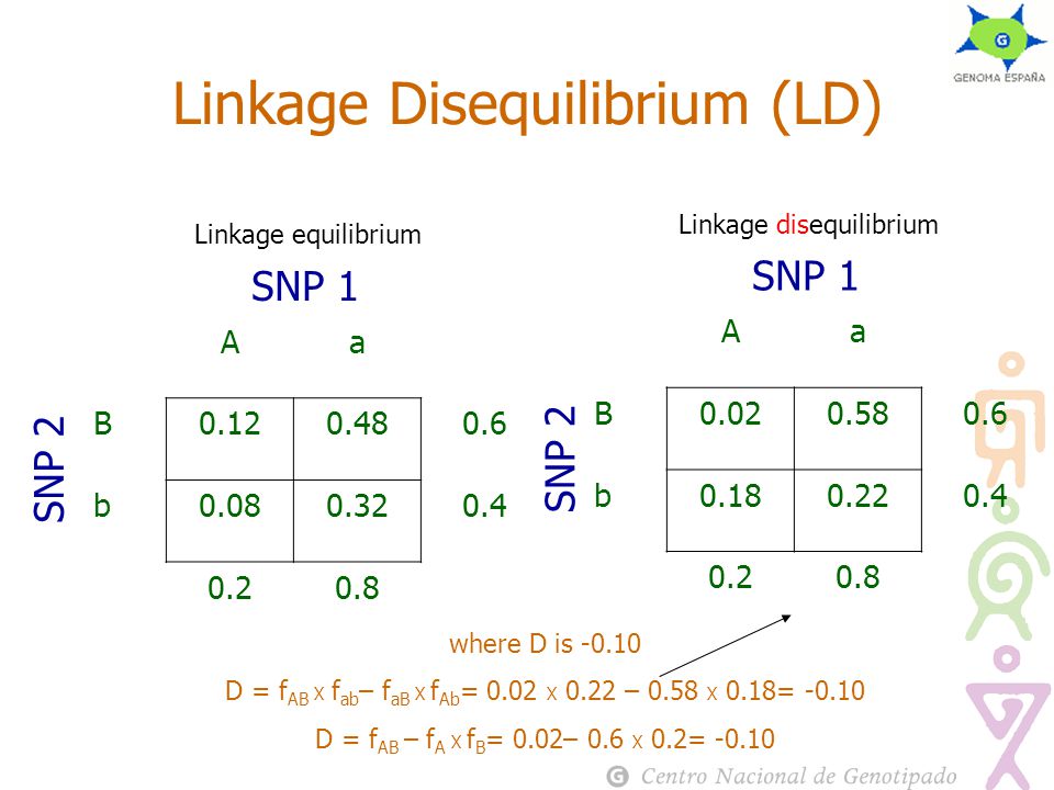 Linkage equilibrium Linkage Disequilibrium (LD) Aa B b SNP 1 SNP 2 Linkage disequilibrium Aa B b SNP 1 SNP 2 where D is D = f AB Х f ab – f aB Х f Ab = 0.02 Х 0.22 – 0.58 Х 0.18= D = f AB – f A Х f B = 0.02– 0.6 Х 0.2= -0.10
