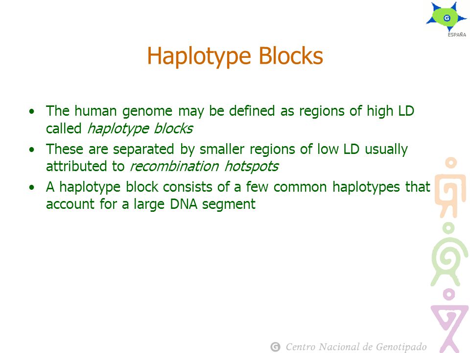 Haplotype Blocks The human genome may be defined as regions of high LD called haplotype blocks These are separated by smaller regions of low LD usually attributed to recombination hotspots A haplotype block consists of a few common haplotypes that account for a large DNA segment