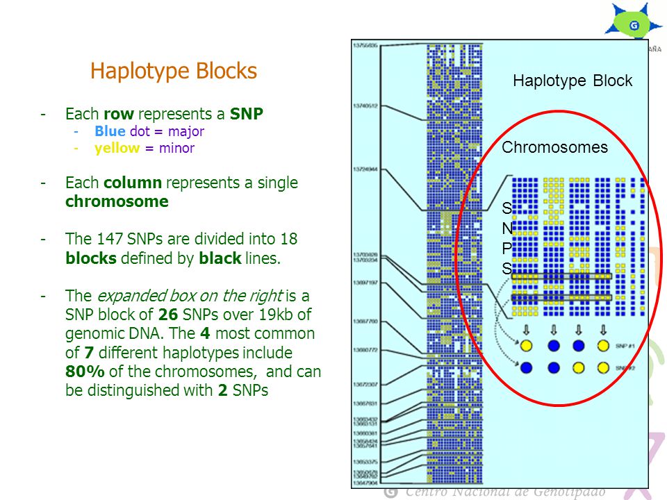 Haplotype Blocks -Each row represents a SNP -Blue dot = major -yellow = minor -Each column represents a single chromosome -The 147 SNPs are divided into 18 blocks defined by black lines.