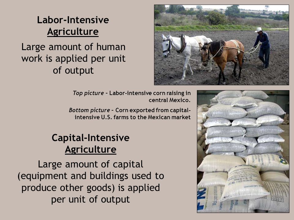 Large amount of human work is applied per unit of output Labor-Intensive Agriculture Large amount of capital (equipment and buildings used to produce other goods) is applied per unit of output Capital-Intensive Agriculture Top picture – Labor-intensive corn raising in central Mexico.