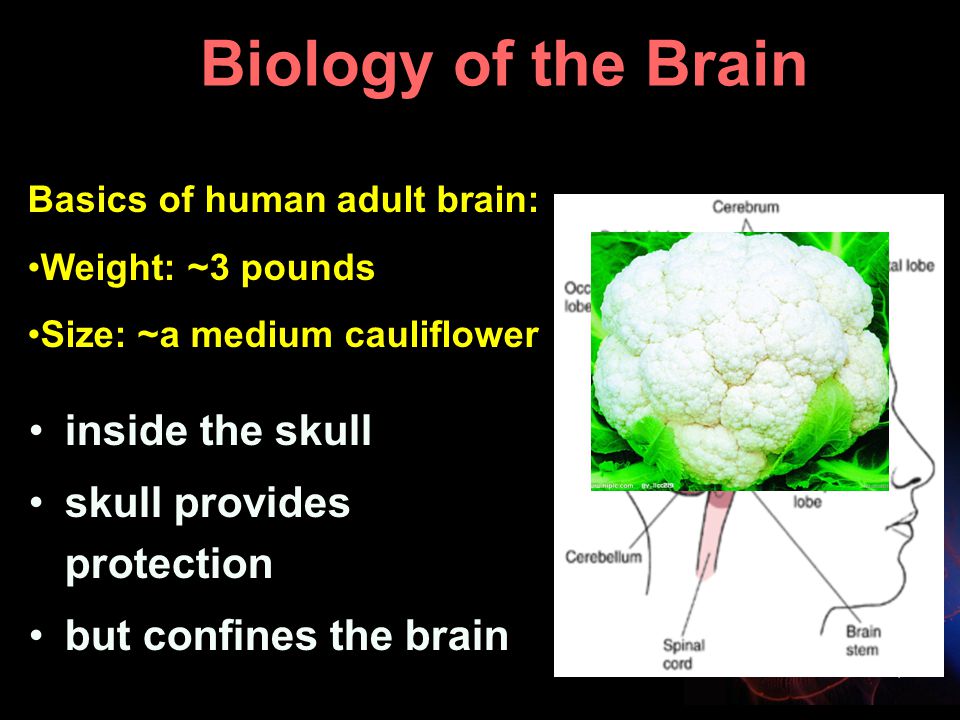 4 Biology of the Brain inside the skull skull provides protection but confines the brain Basics of human adult brain: Weight: ~3 pounds Size: ~a medium cauliflower