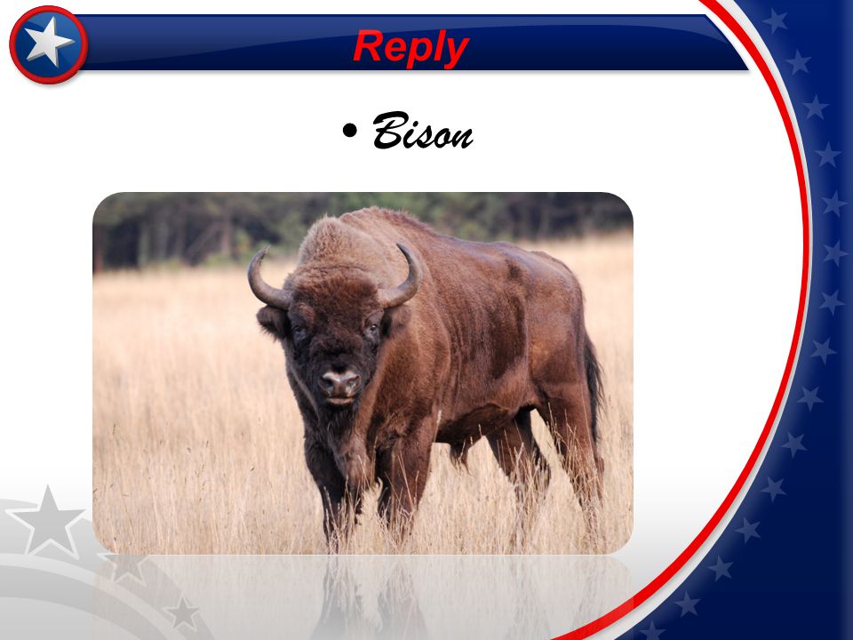 Reply Bison