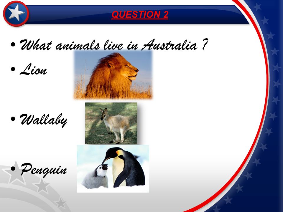 What animals live in Australia Lion Wallaby Penguin QUESTION 2