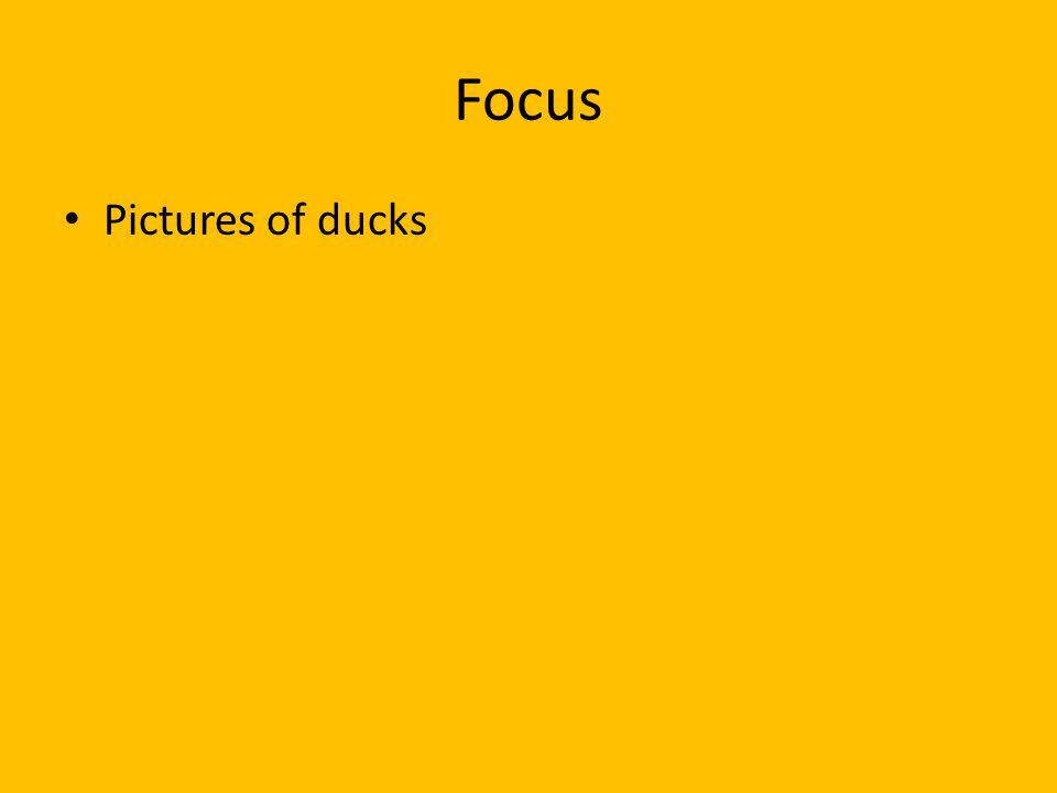 Focus Pictures of ducks