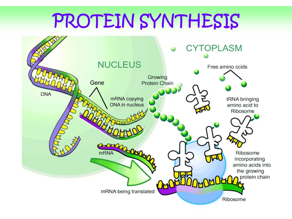 Catabolismo proteinas