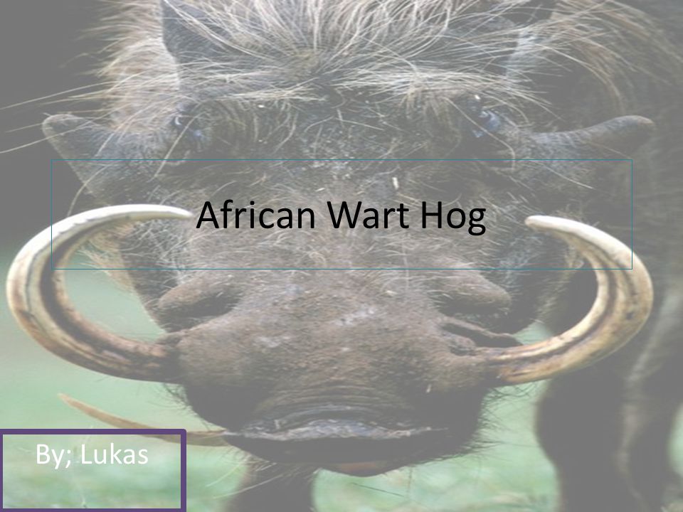 African Wart Hog By; Lukas