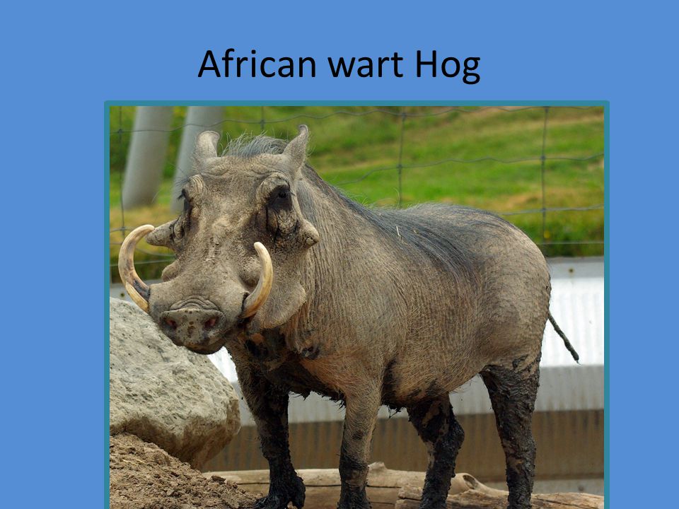 African wart Hog