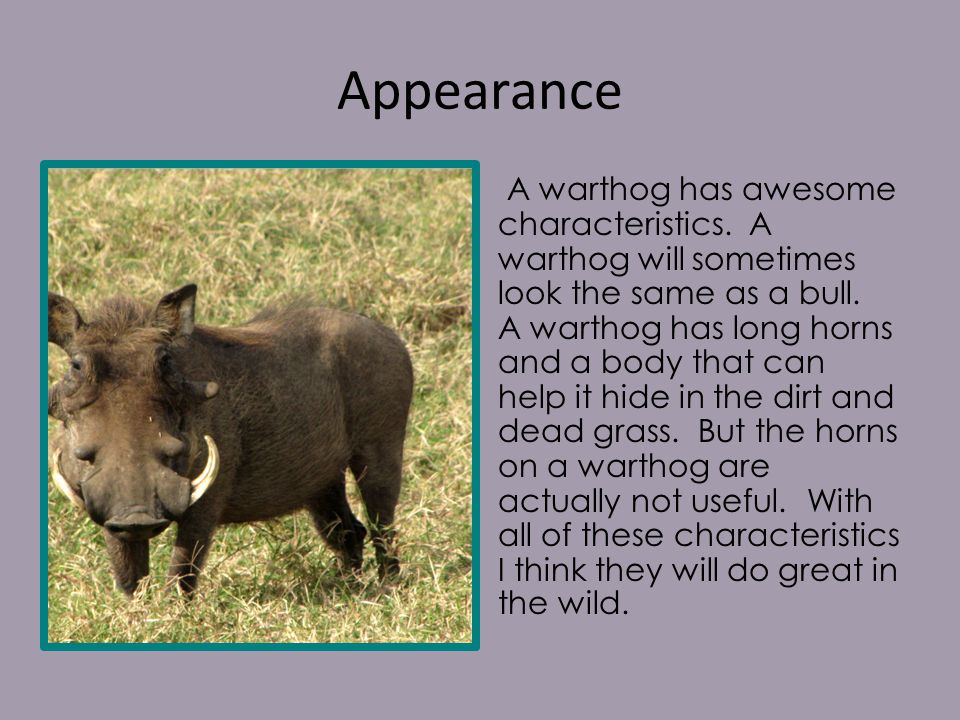 Appearance A warthog has awesome characteristics. A warthog will sometimes look the same as a bull.