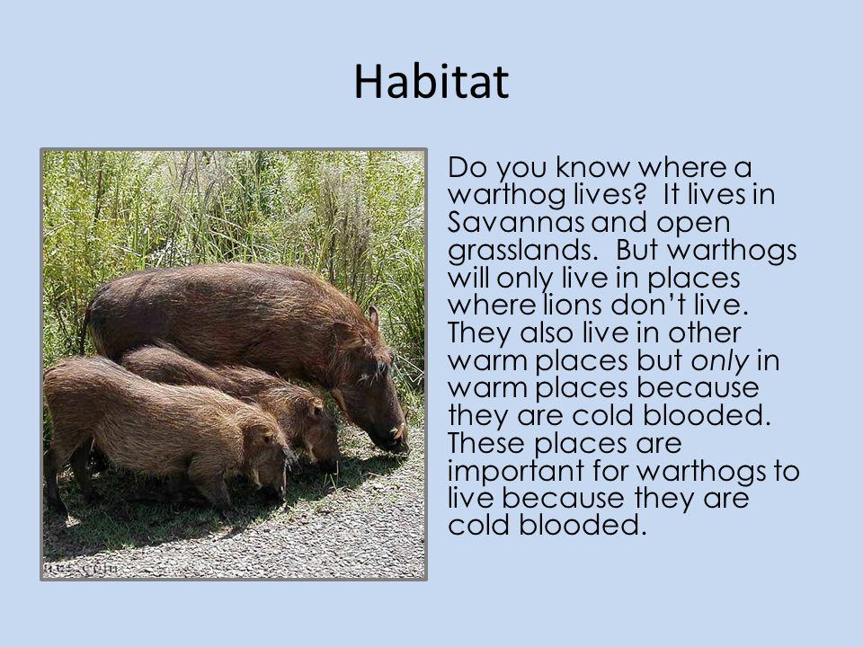 Habitat Do you know where a warthog lives. It lives in Savannas and open grasslands.