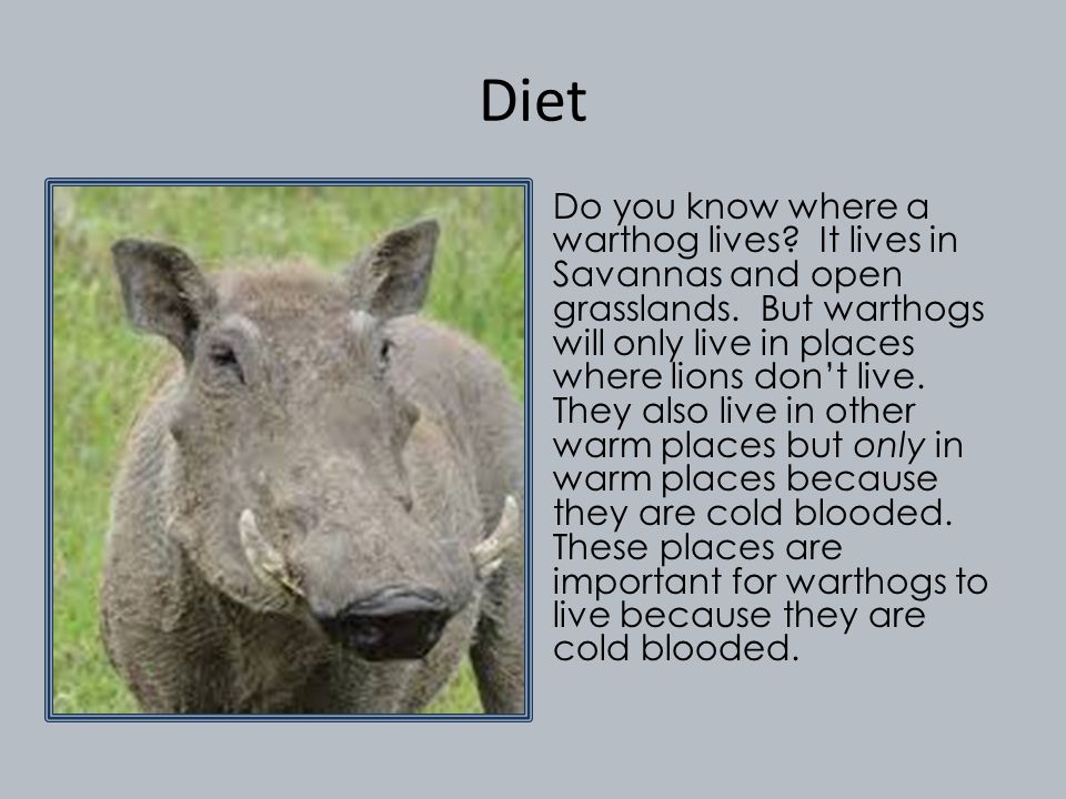Diet Do you know where a warthog lives. It lives in Savannas and open grasslands.