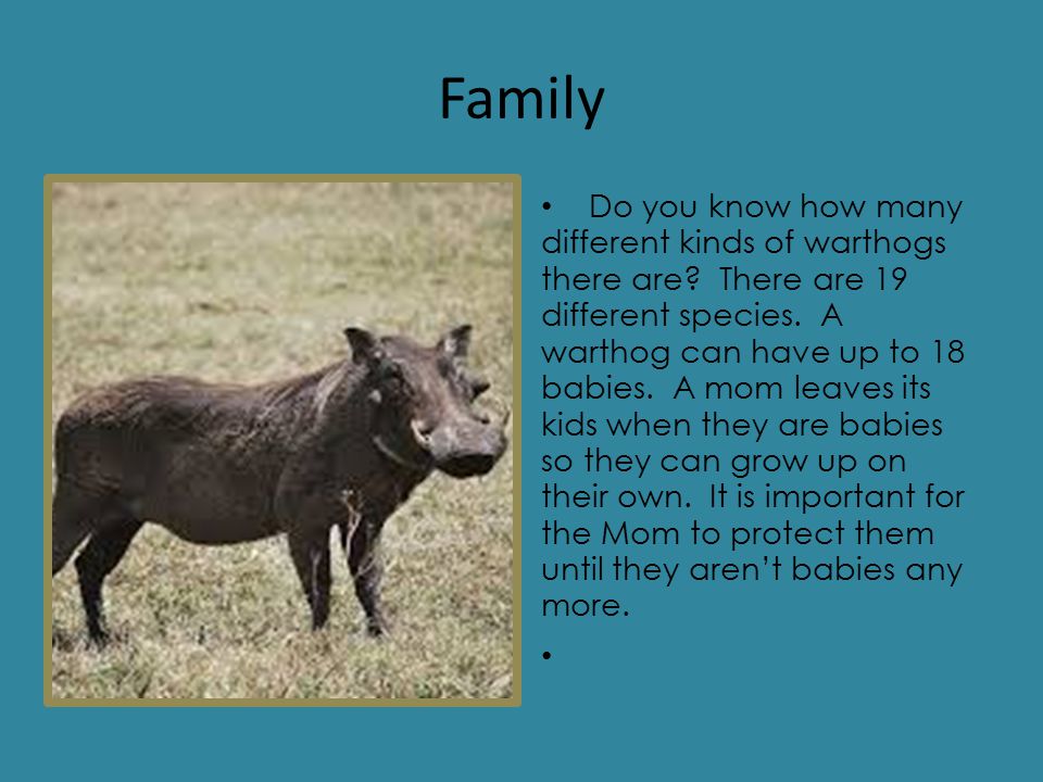 Family Do you know how many different kinds of warthogs there are.