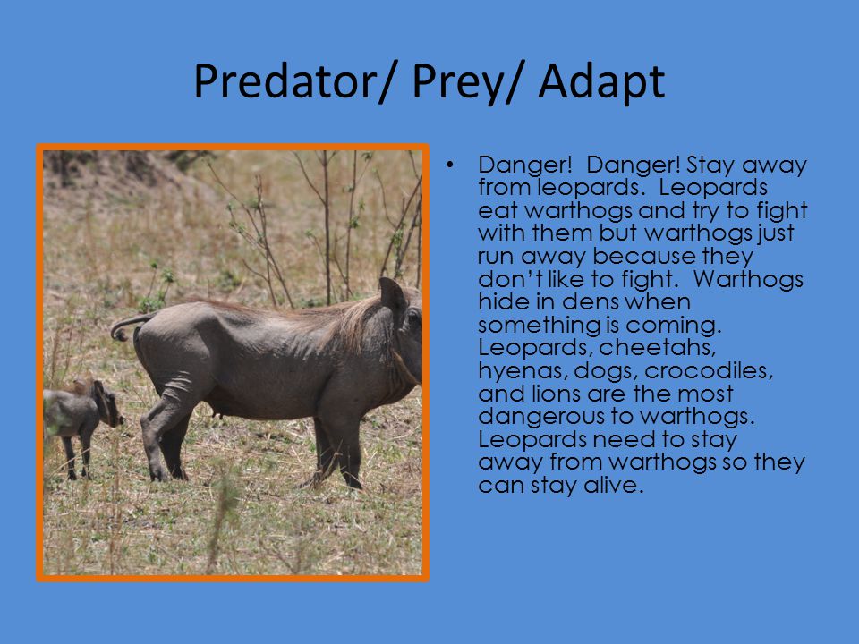 Predator/ Prey/ Adapt Danger. Danger. Stay away from leopards.