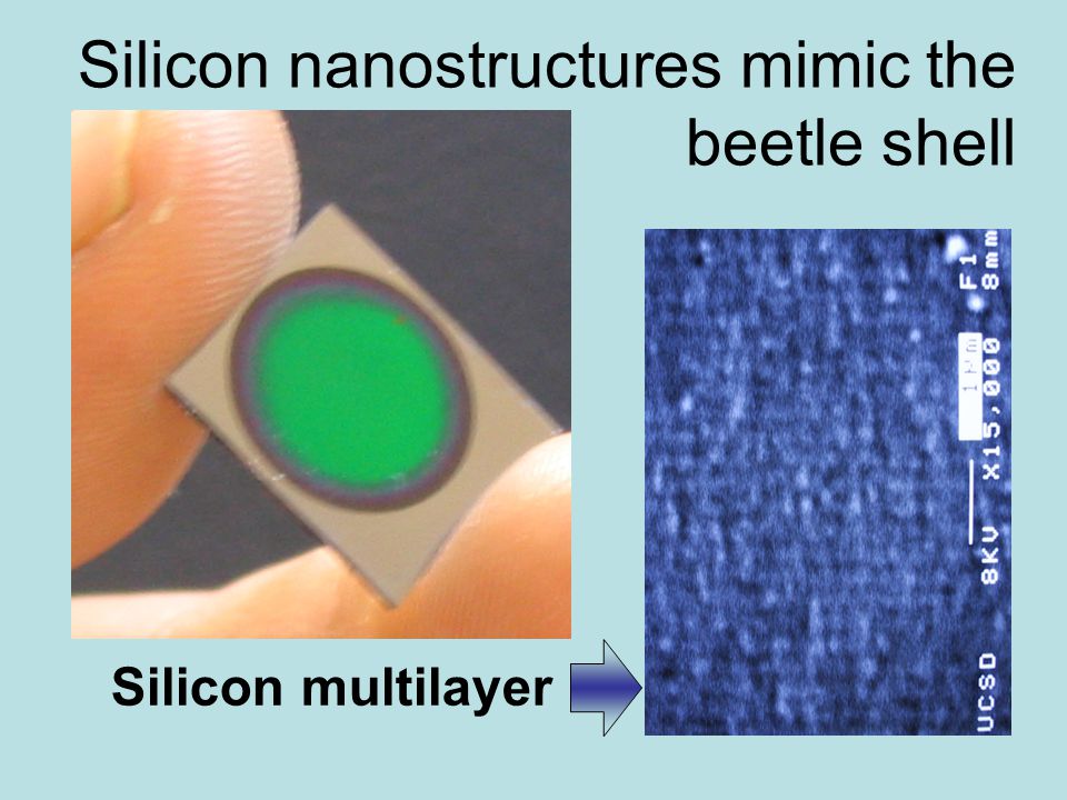 Silicon nanostructures mimic the beetle shell Silicon multilayer