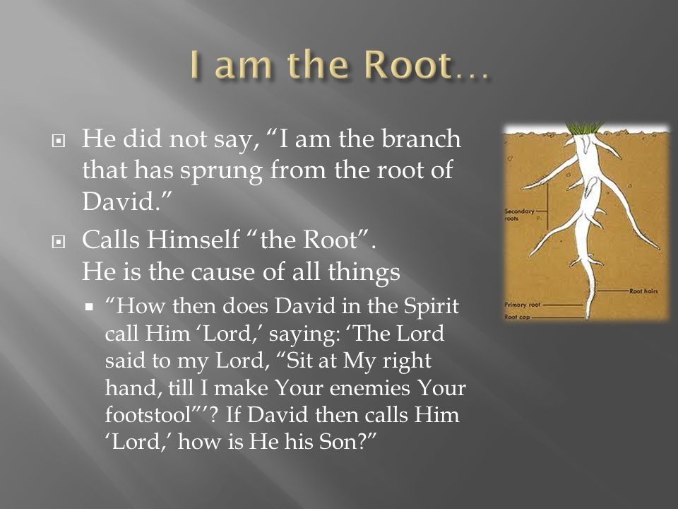  He did not say, I am the branch that has sprung from the root of David.  Calls Himself the Root .