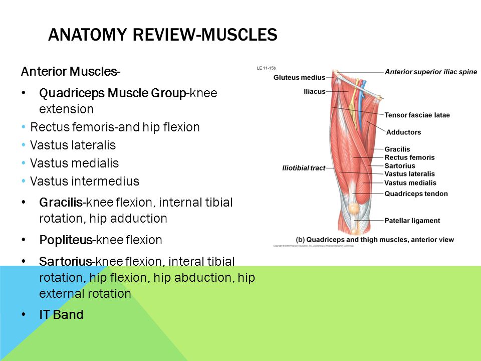 ANATOMY REVIEW-MUSCLES Anterior Muscles- Quadriceps Muscle Group-knee extension Rectus femoris-and hip flexion Vastus lateralis Vastus medialis Vastus intermedius Gracilis-knee flexion, internal tibial rotation, hip adduction Popliteus-knee flexion Sartorius-knee flexion, interal tibial rotation, hip flexion, hip abduction, hip external rotation IT Band