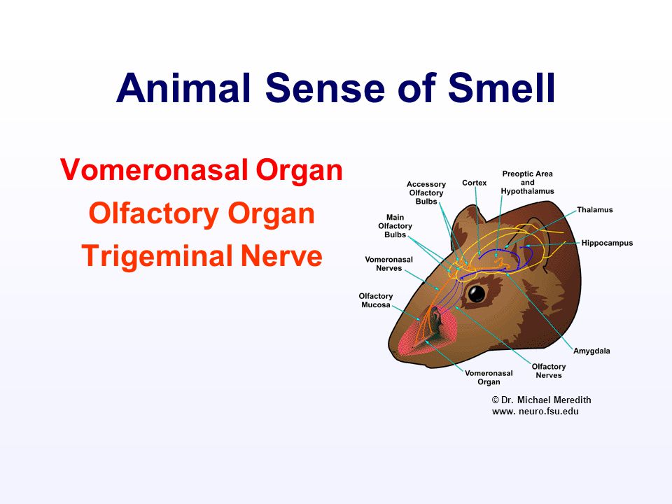 Making Sense of Smells A Guide for Understanding Farmstead Odors Part 1:  Physiology of Smell Douglas W. Hamilton Waste Management Specialist  Biosystems. - ppt download