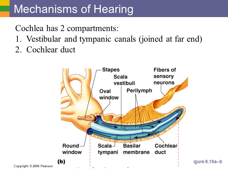 Copyright © 2006 Pearson Education, Inc., publishing as Benjamin Cummings Mechanisms of Hearing Figure 8.16a–b Cochlea has 2 compartments: 1.