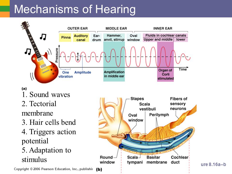 Copyright © 2006 Pearson Education, Inc., publishing as Benjamin Cummings Mechanisms of Hearing Figure 8.16a–b 1.