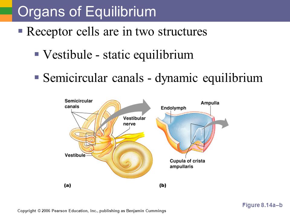 Copyright © 2006 Pearson Education, Inc., publishing as Benjamin Cummings Organs of Equilibrium  Receptor cells are in two structures  Vestibule - static equilibrium  Semicircular canals - dynamic equilibrium Figure 8.14a–b