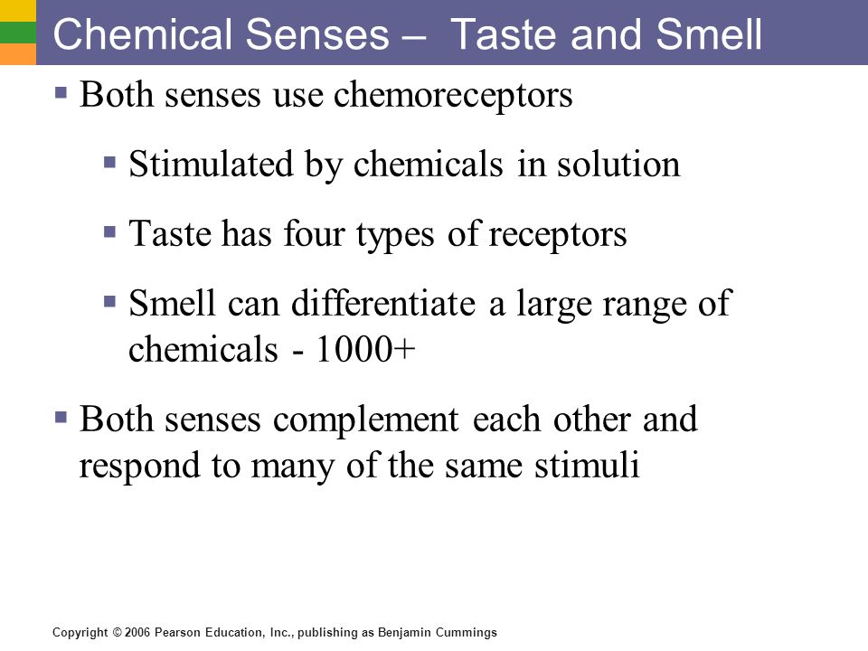 Copyright © 2006 Pearson Education, Inc., publishing as Benjamin Cummings Chemical Senses – Taste and Smell  Both senses use chemoreceptors  Stimulated by chemicals in solution  Taste has four types of receptors  Smell can differentiate a large range of chemicals  Both senses complement each other and respond to many of the same stimuli