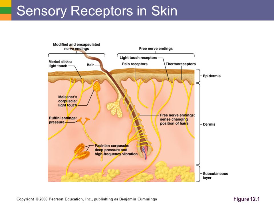 Copyright © 2006 Pearson Education, Inc., publishing as Benjamin Cummings Sensory Receptors in Skin Figure 12.1