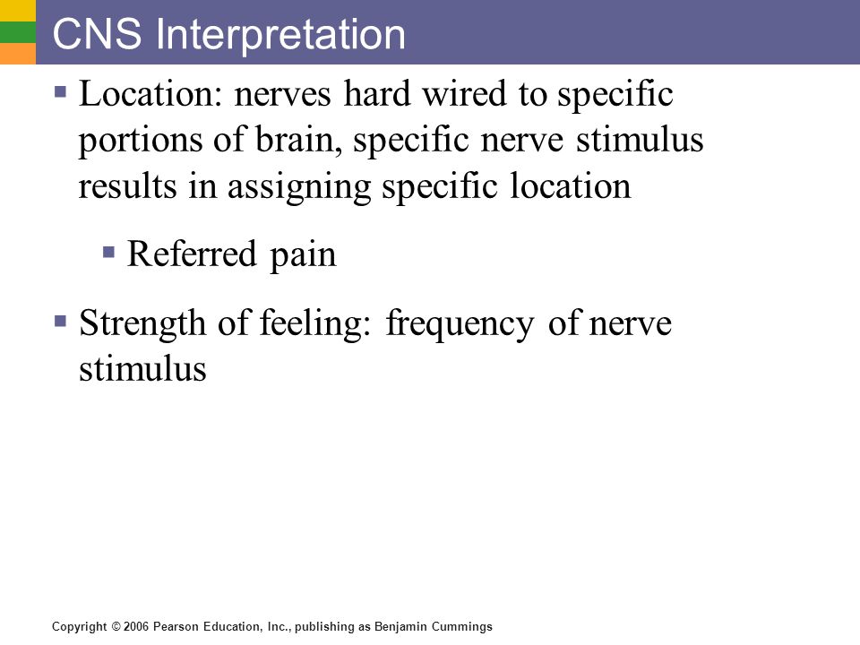 Copyright © 2006 Pearson Education, Inc., publishing as Benjamin Cummings CNS Interpretation  Location: nerves hard wired to specific portions of brain, specific nerve stimulus results in assigning specific location  Referred pain  Strength of feeling: frequency of nerve stimulus
