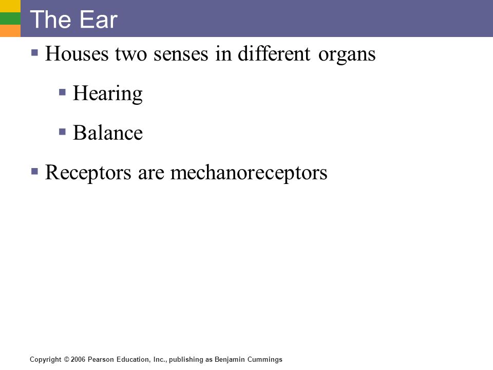 Copyright © 2006 Pearson Education, Inc., publishing as Benjamin Cummings The Ear  Houses two senses in different organs  Hearing  Balance  Receptors are mechanoreceptors