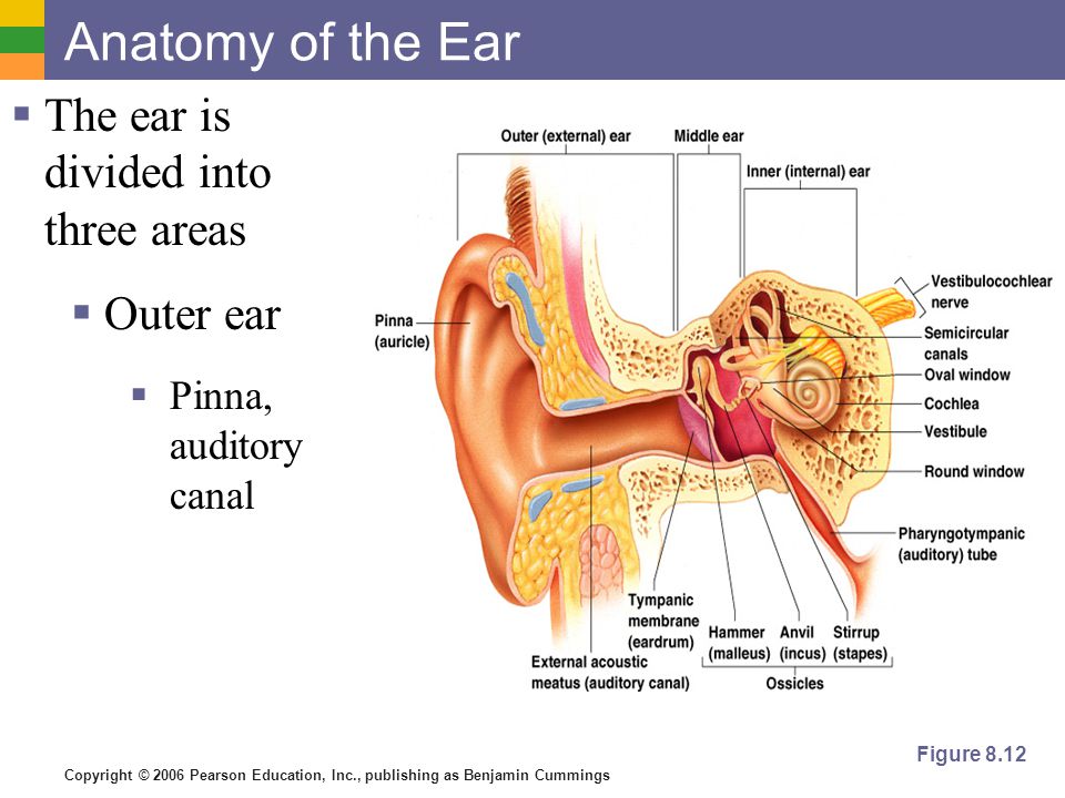 Copyright © 2006 Pearson Education, Inc., publishing as Benjamin Cummings Anatomy of the Ear  The ear is divided into three areas  Outer ear  Pinna, auditory canal Figure 8.12