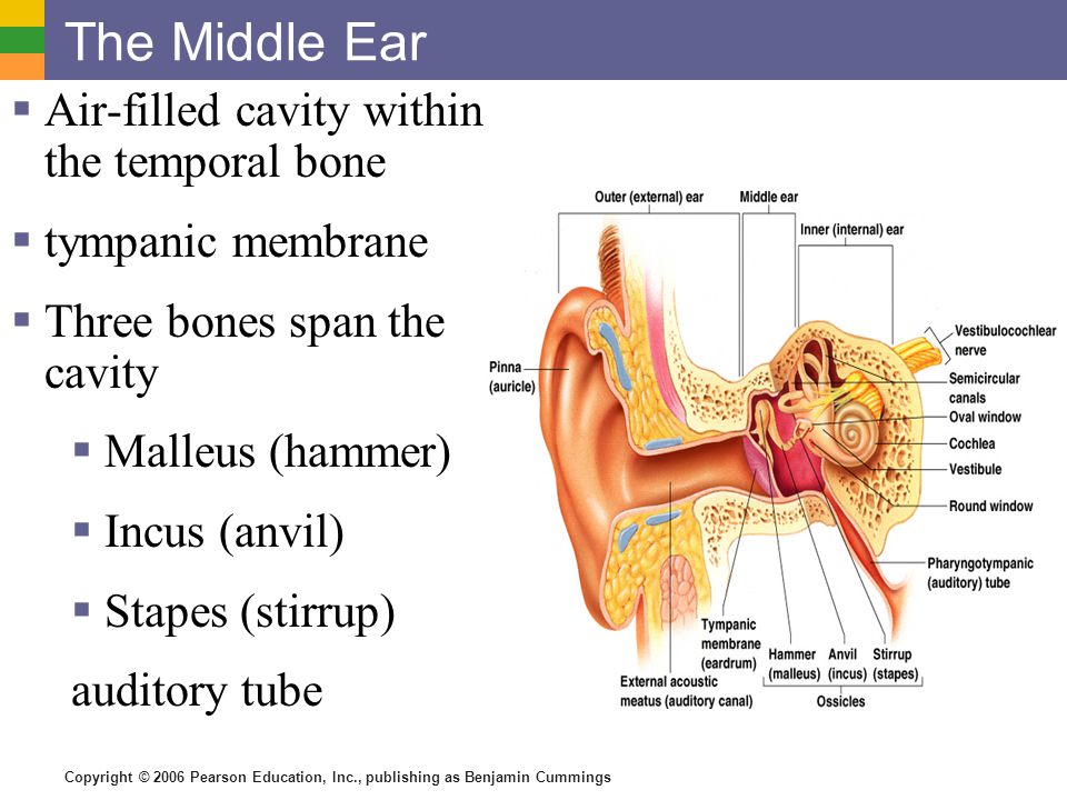 Copyright © 2006 Pearson Education, Inc., publishing as Benjamin Cummings The Middle Ear  Air-filled cavity within the temporal bone  tympanic membrane  Three bones span the cavity  Malleus (hammer)  Incus (anvil)  Stapes (stirrup) auditory tube
