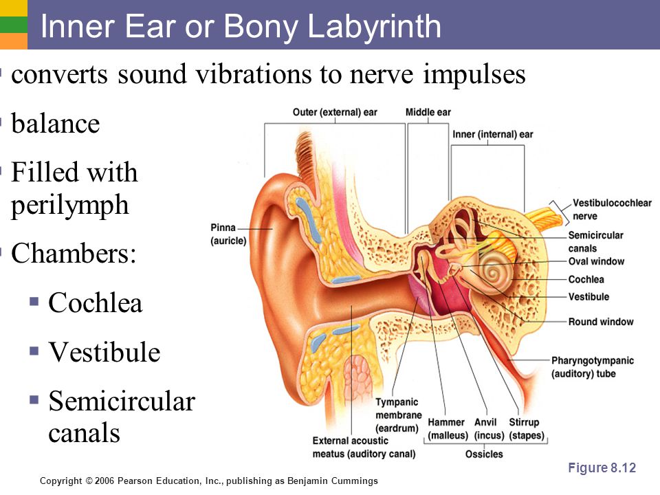 Copyright © 2006 Pearson Education, Inc., publishing as Benjamin Cummings Inner Ear or Bony Labyrinth  converts sound vibrations to nerve impulses  balance  Filled with perilymph  Chambers:  Cochlea  Vestibule  Semicircular canals Figure 8.12