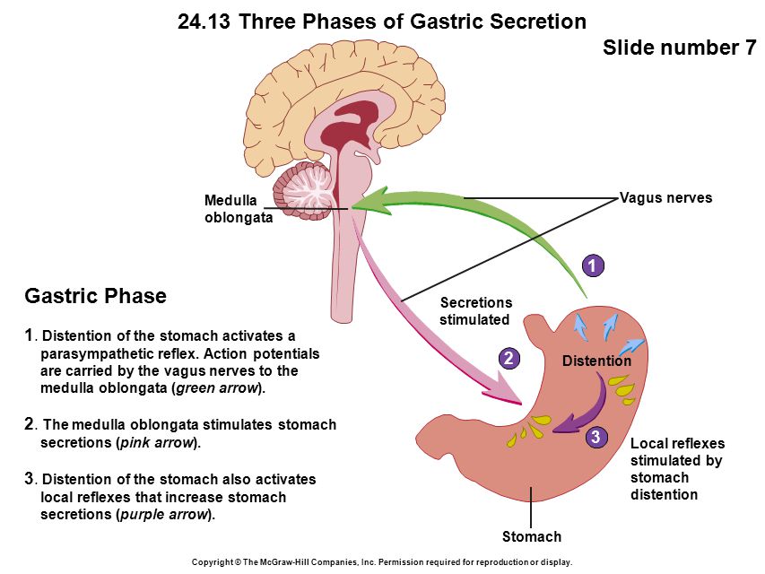 phases of gastric secretion