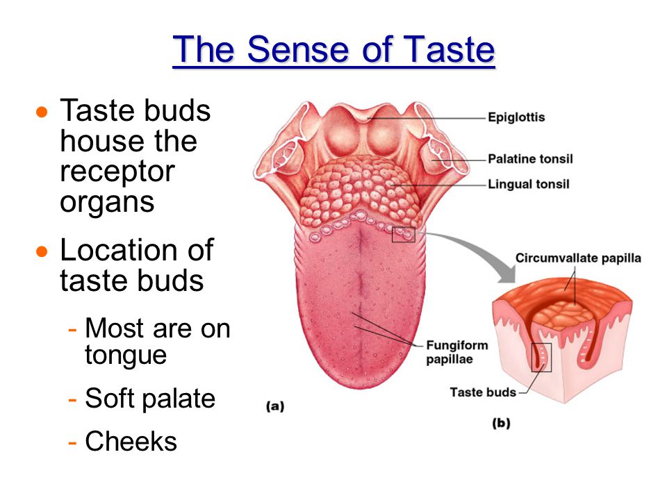 Chapter 8 Special Senses Chemoreceptors Taste Smell Ppt Download