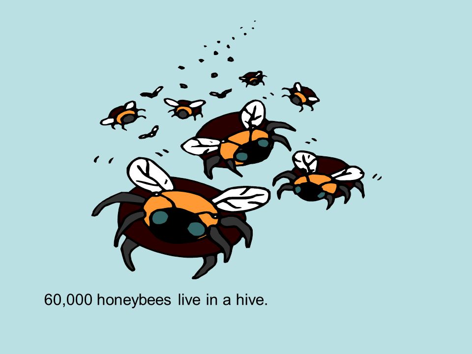 60,000 honeybees live in a hive.