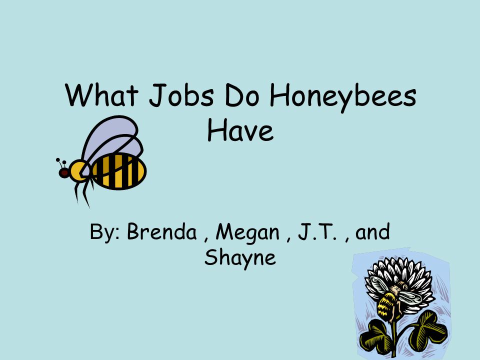 What Jobs Do Honeybees Have By: Brenda, Megan, J.T., and Shayne