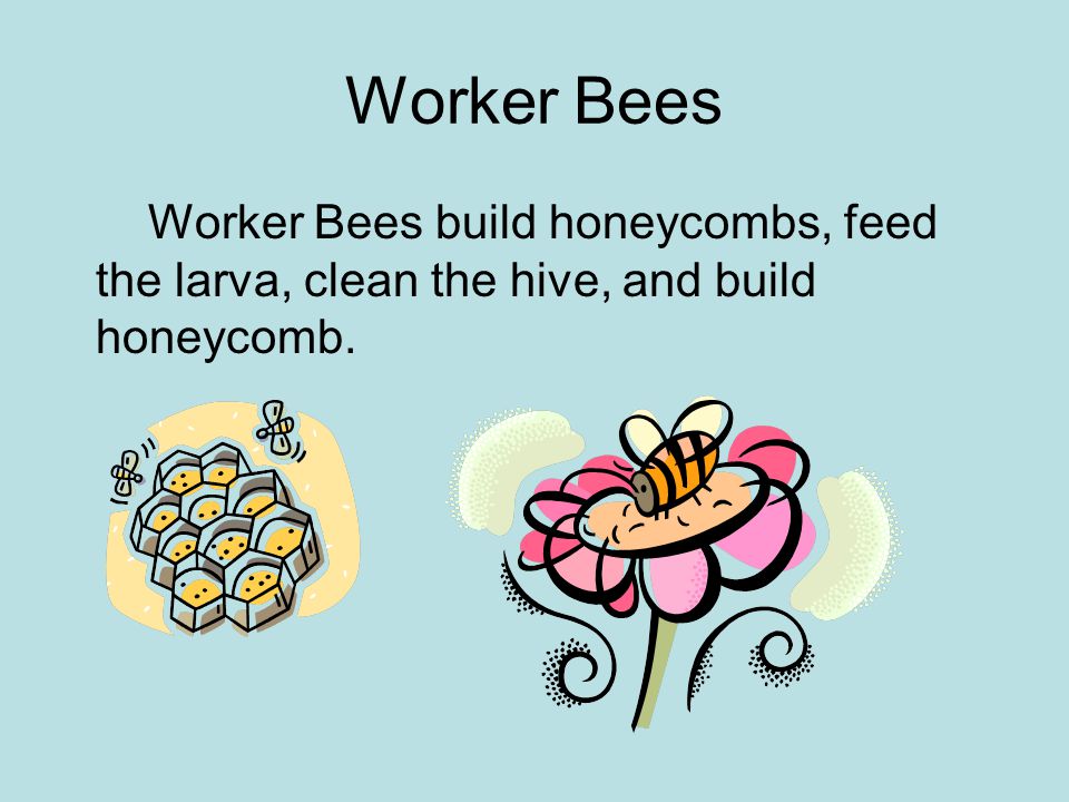 Worker Bees Worker Bees build honeycombs, feed the larva, clean the hive, and build honeycomb.