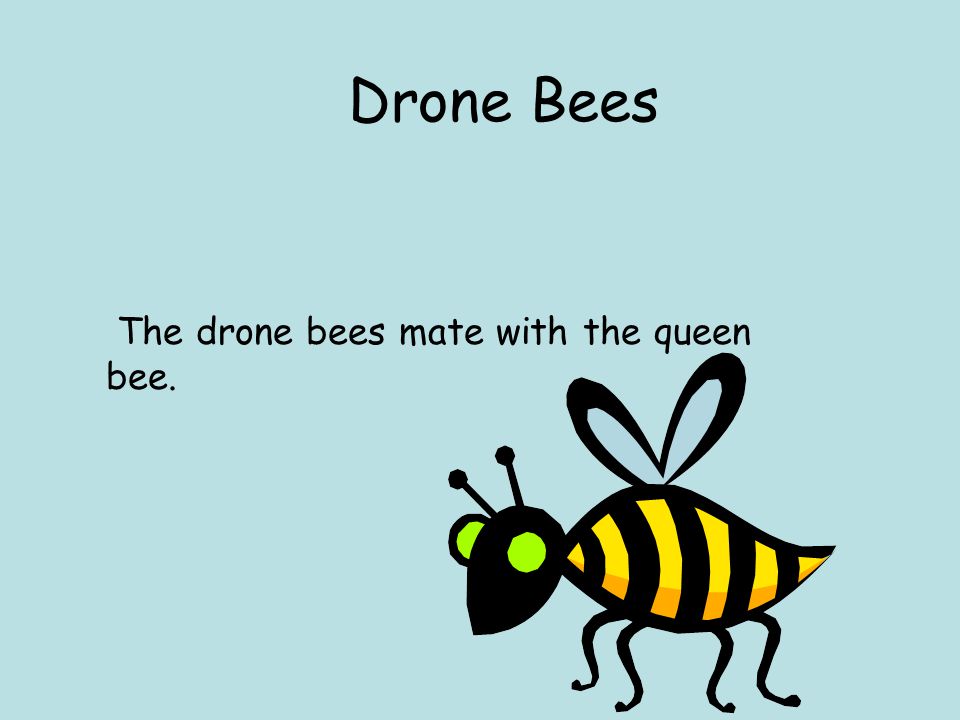 Drone Bees The drone bees mate with the queen bee.