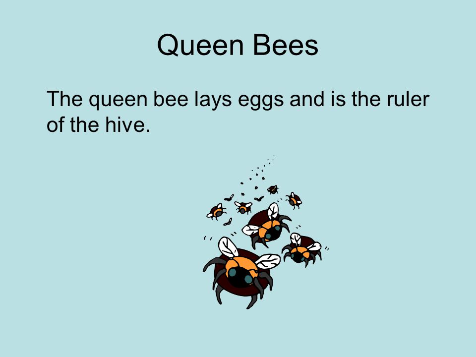 Queen Bees The queen bee lays eggs and is the ruler of the hive.